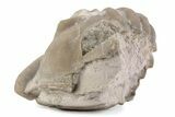 Bargain, Enrolled Asaphus Trilobite - Russia #363255-2